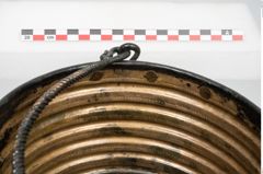 Foto von Bronzerippenziste (NHMW-PRAE-025670)